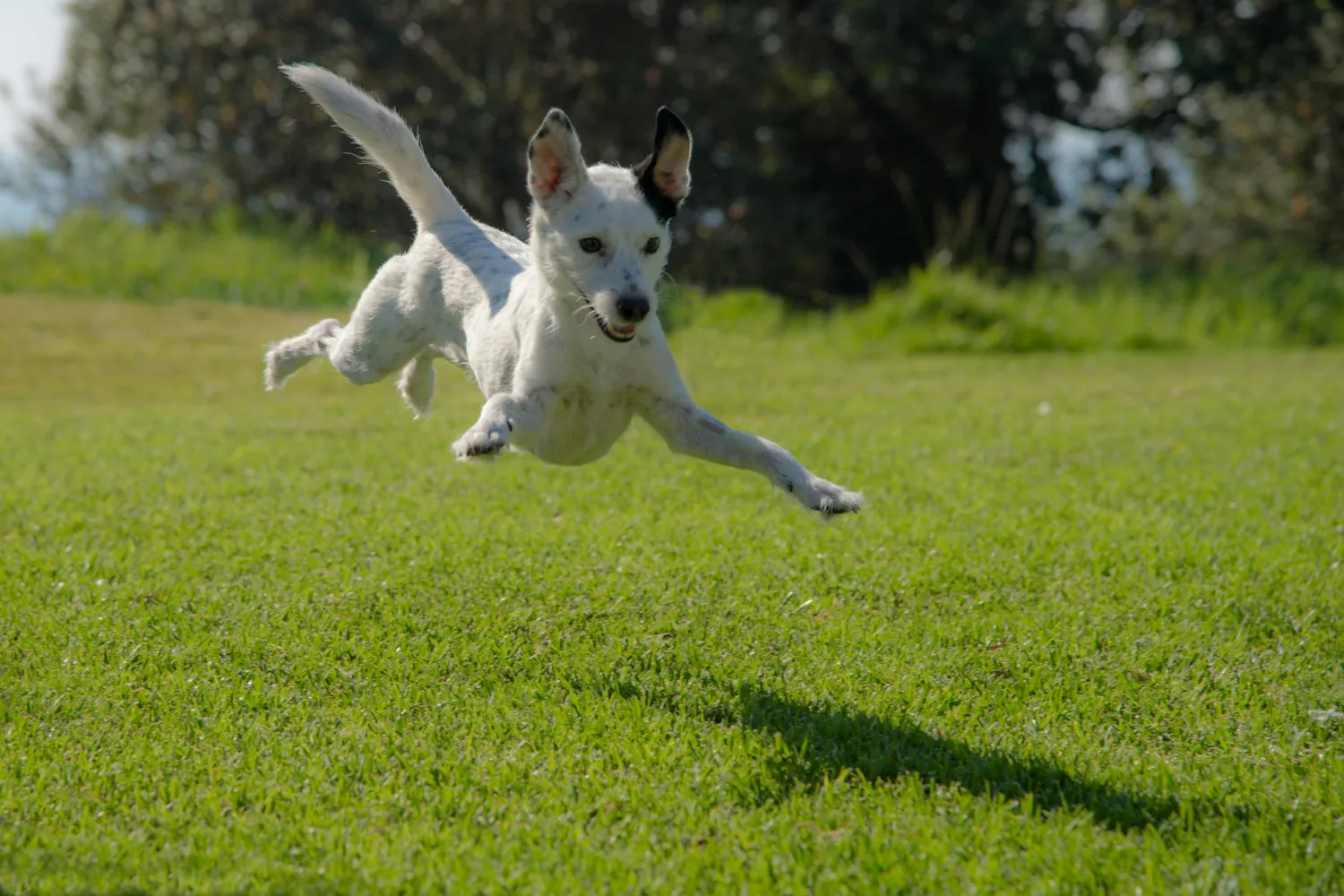 A joyful dog leaping for a tennis ball